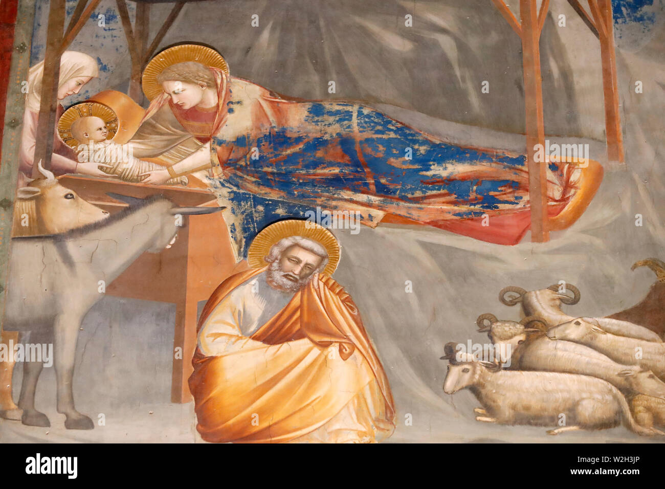 Der Scrovegni Kapelle. Fresko von Giotto, 14.Jahrhundert. Die Nativituy Christi. Padua. Italien. Stockfoto