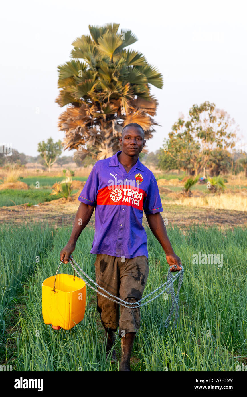 Microfinance client wachsen Zwiebeln in Namong, Ton, Togo. Stockfoto