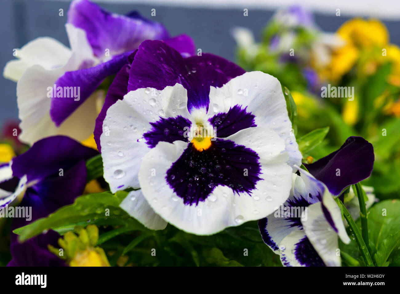 Schönen Garten Stiefmütterchen mit weißen und dunklen lila Farben und kleinen Wassertröpfchen Stockfoto