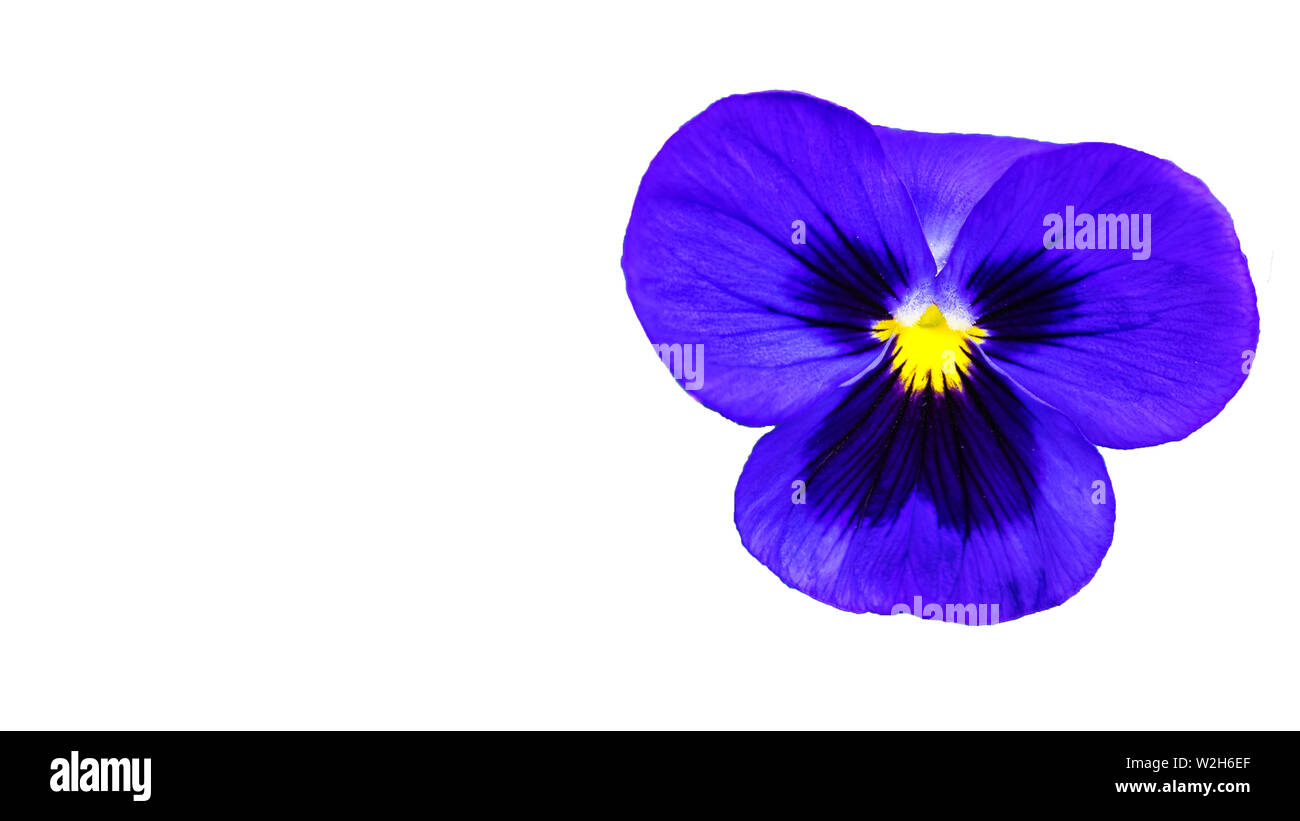 Schöne lila Veilchen Stiefmütterchen Blume auf weißem Hintergrund Stockfoto