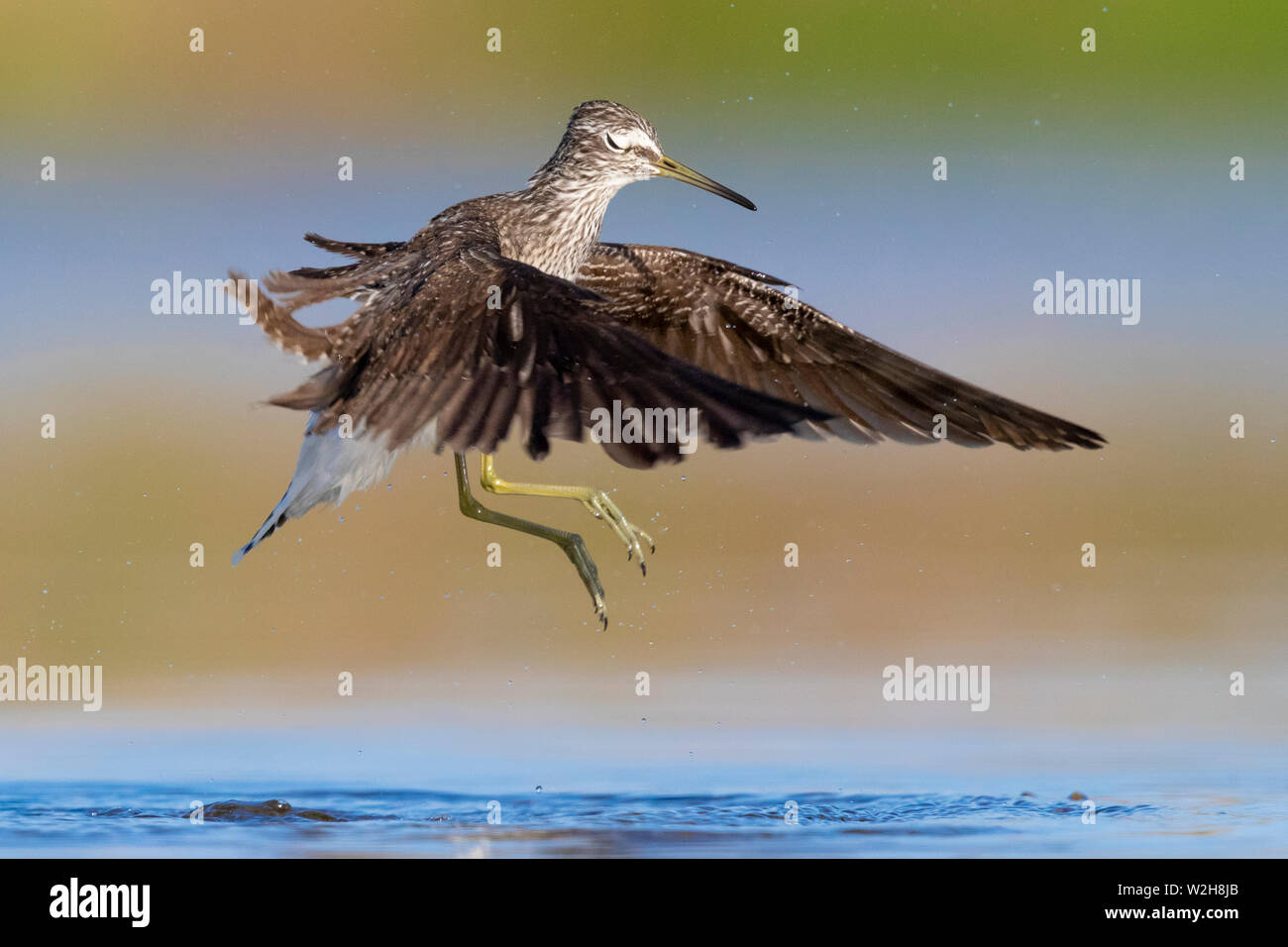 Green Sandpiper (Tringa ochropus), zu entfernen Stockfoto