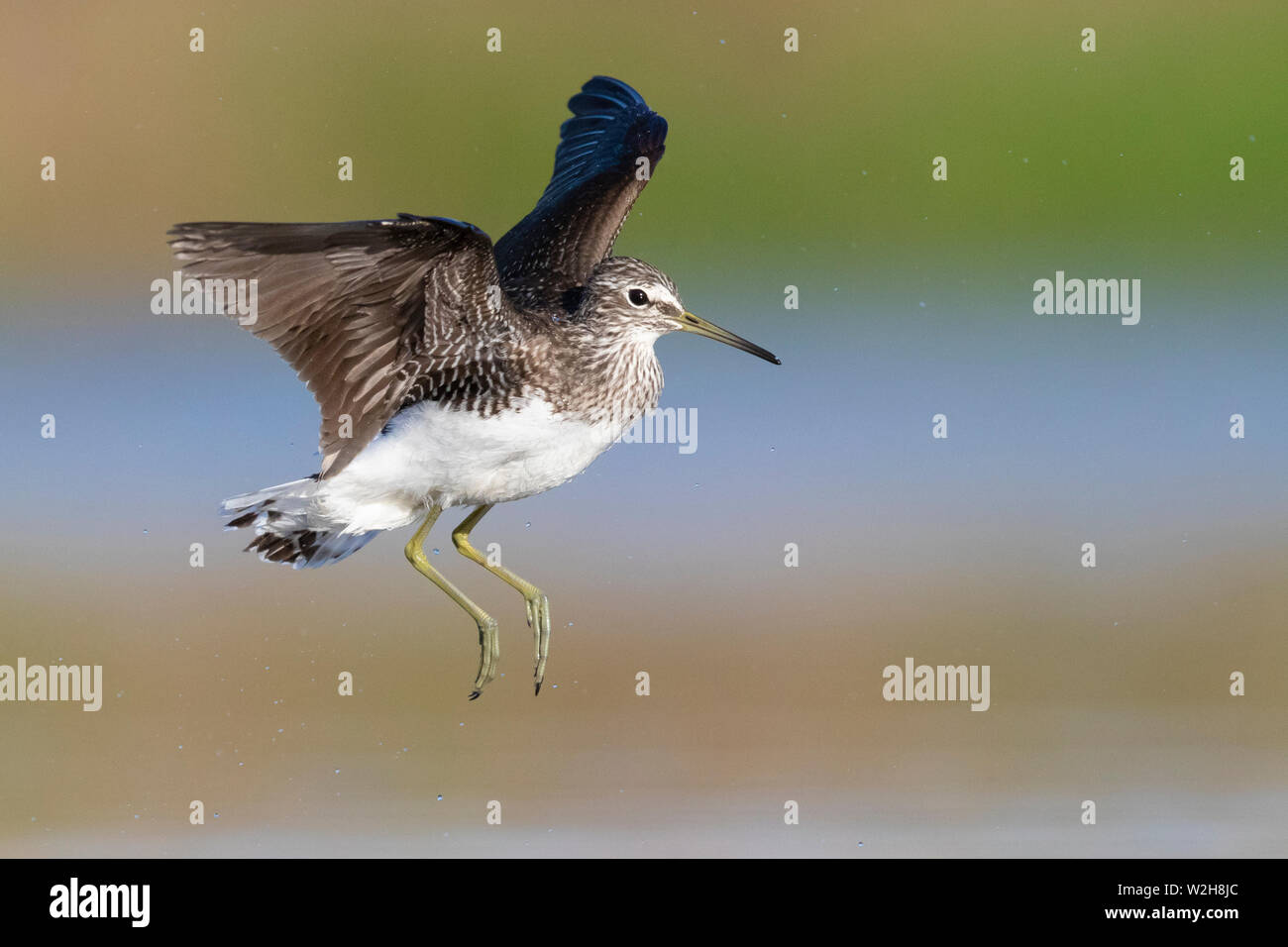 Green Sandpiper (Tringa ochropus), Erwachsene im Flug Stockfoto