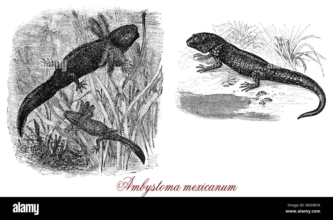 Axolotl oder Ambystoma mexicanum oder Mexikanischen walking Fisch ist nicht einen Fisch, sondern eine Amphibie, ein Salamander leben in Seen. Es ist eine vom Aussterben bedrohte Arten, die durch die Verschmutzung von Wasser, es regeneriert Gliedmaßen und hat externe Kiemen und eine Schwanzflosse. Stockfoto