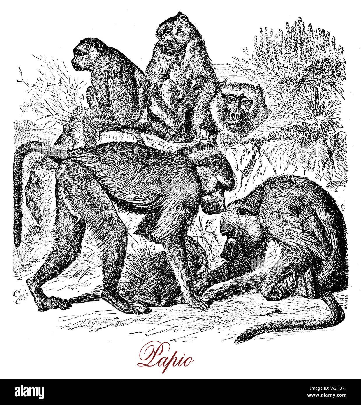 Pavian ist ein Primas in Afrika mit Hund - wie Fang, kräftige Kiefer, Eckzähne, schließen, Augen, dicke Fell und einen kurzen Schwanz, er lebt in Savannen und Wälder Stockfoto