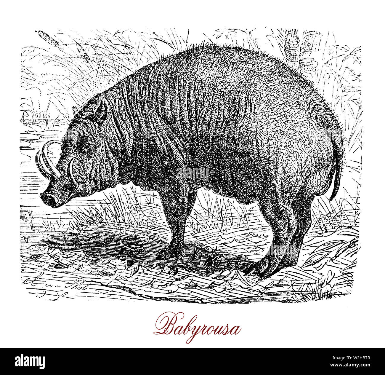 Babiruss oder Rotwild - Pis ist ein Schwein in Indonesien Inseln, einem geschützten Arten, die in den Regenwäldern entlang den Ufern leben. Die Männchen haben Hunde Stoßzähne, die Pierce das Fleisch in die Schnauze. Stockfoto