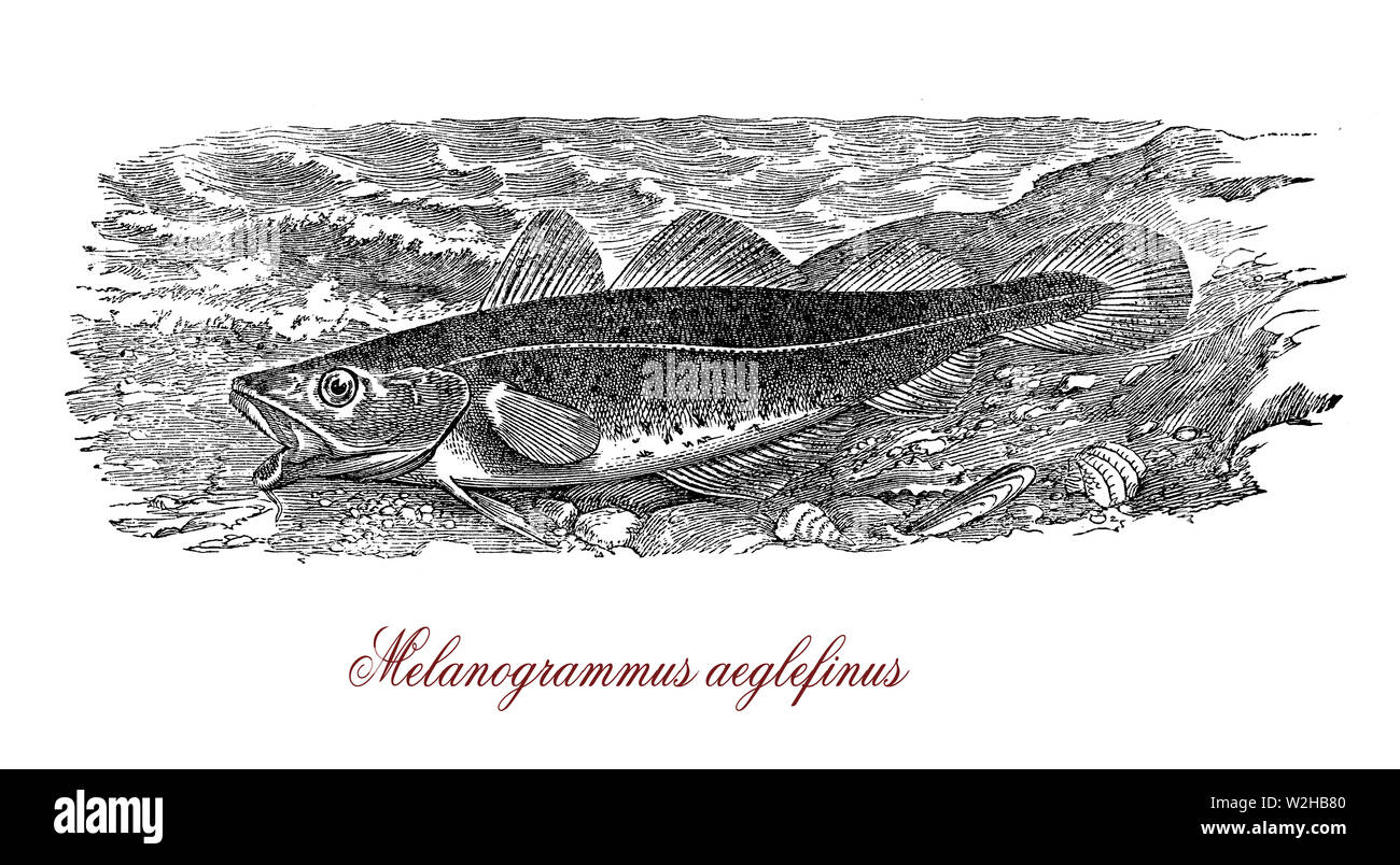 Oder Schellfisch Melanogrammus äglefinus ist ein salzwasserfisch Wichtig essen Fisch und frischen, gefrorenen und geräucherten verwendet. Es lebt auf beiden Seiten des Nordatlantik gefunden über Substrate von Felsen, Sand, Kies oder Muscheln. Stockfoto