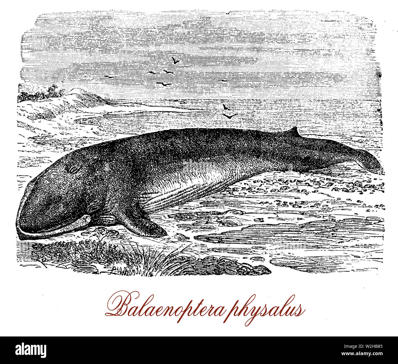 Finnwale ist ein meeressäuger der Ozeane, der zweitgrößte Arten auf der Erde mit einem schlanken Körper für Geschwindigkeit, gejagt und gefährdete gebaut Stockfoto