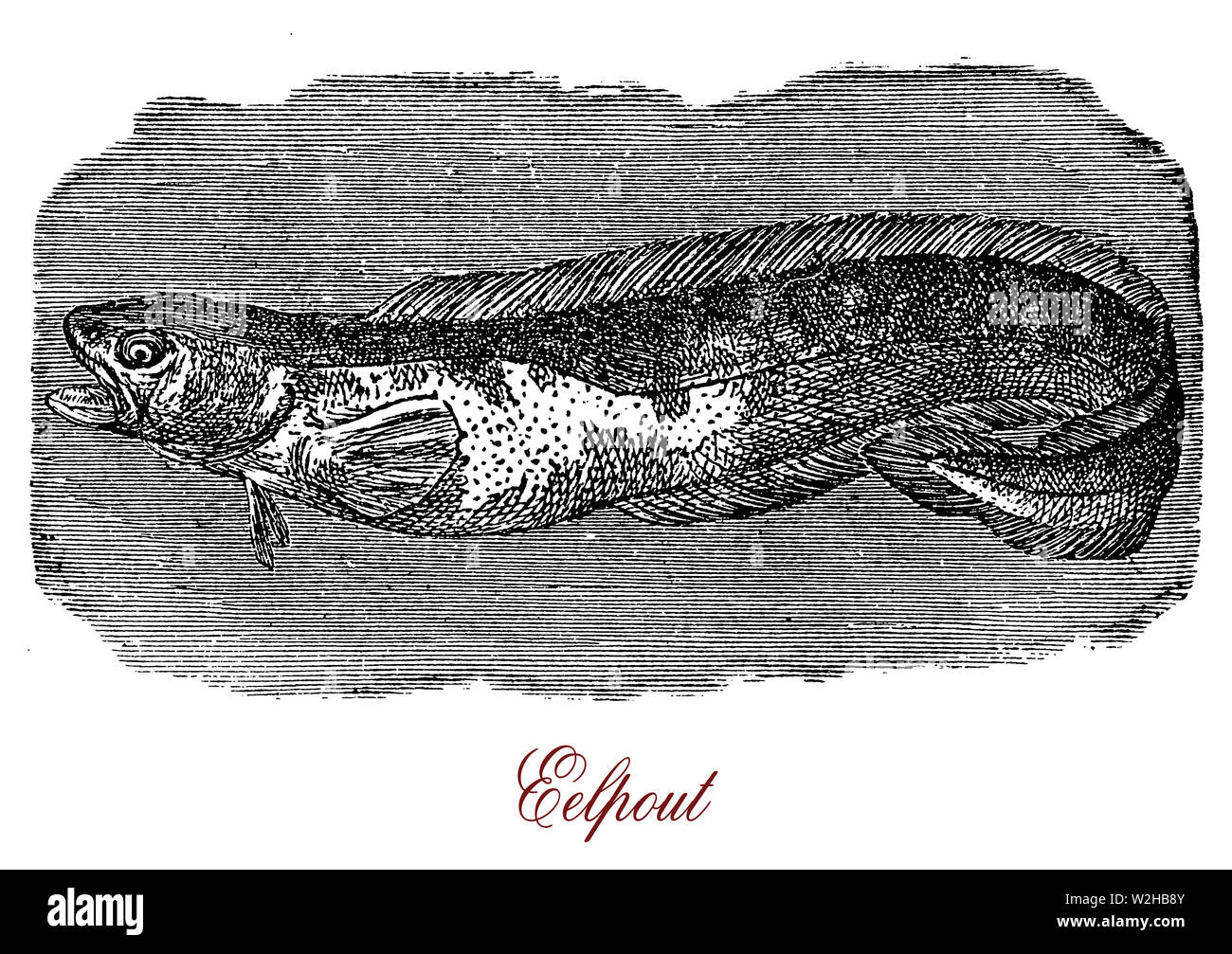 Eelpouts sind gerippte Fische in tiefen Gewässern mit dem Aussehen einer Aal für die langen Körper und der Rücken- und Schwanzflosse Stockfoto