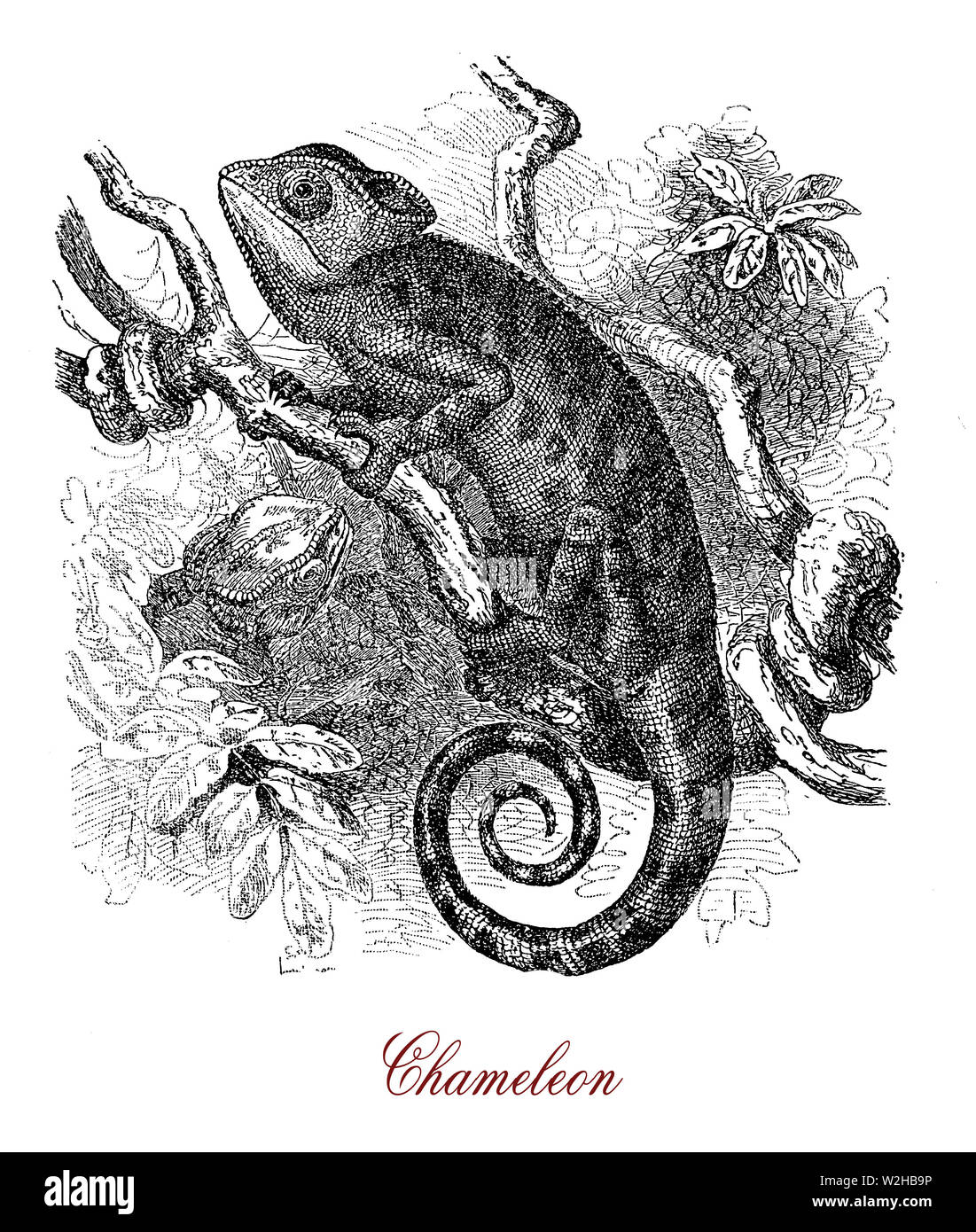 Gewöhnliches Chamäleon: arboreal territorialen Reptil mit Greifschwanz, Kamm auf dem Rücken und Haut mit Schuppen der Variablen Farbe von gelb braun bis grün als Reaktion auf Licht und Temperatur Stockfoto