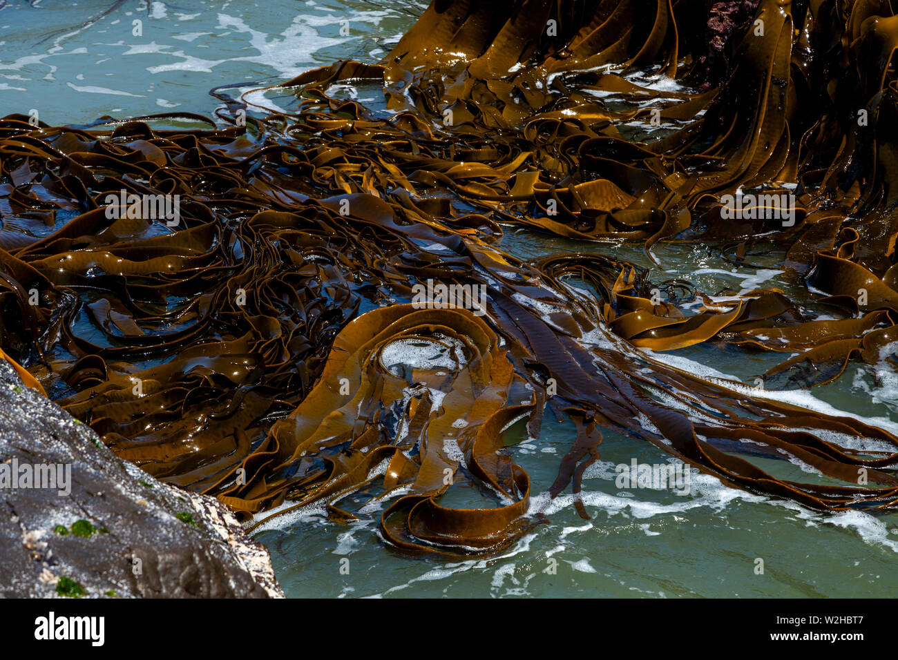 In der Curio Bay, South Island, Neuseeland Algen Stockfoto