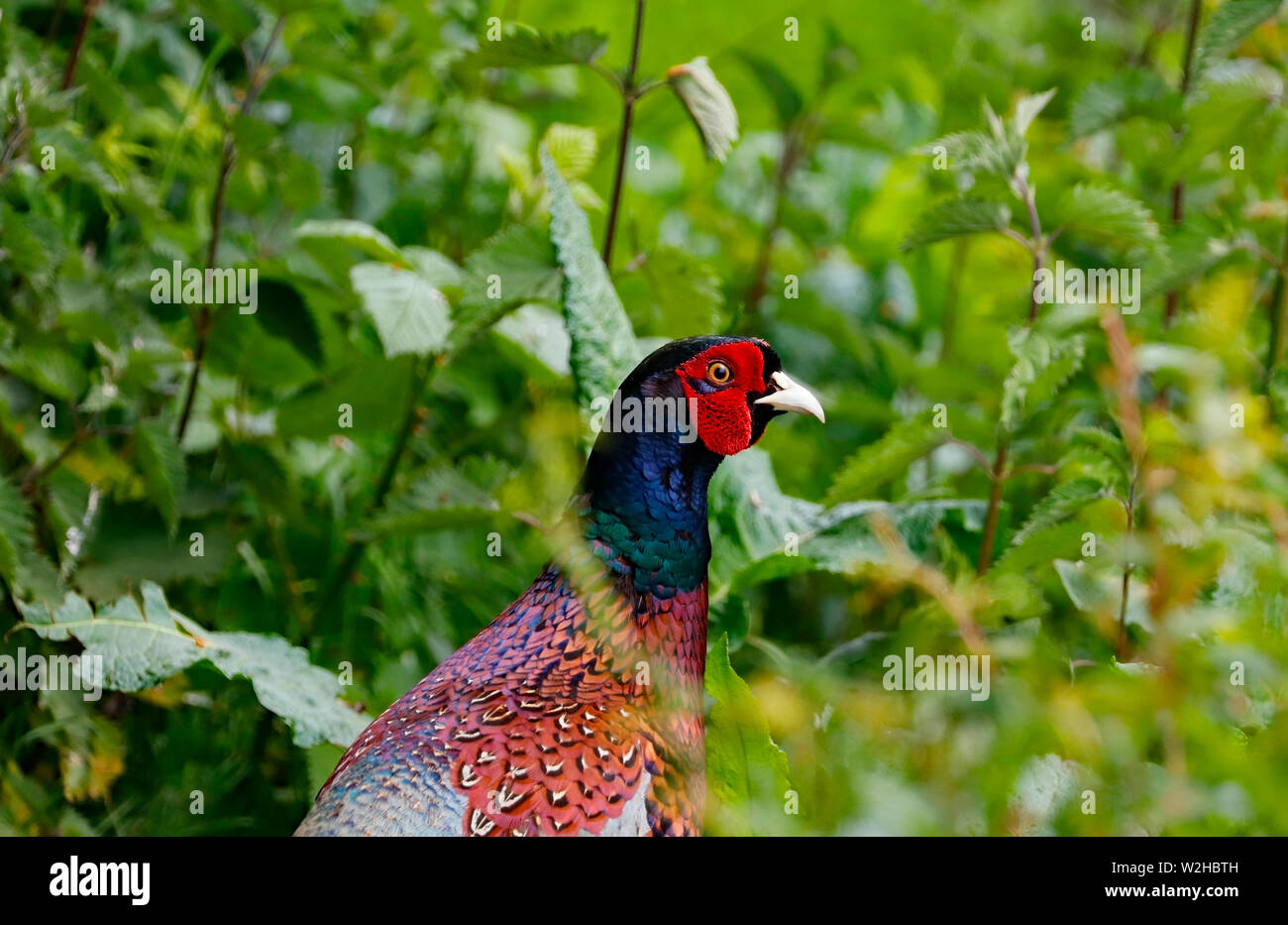 Fasan Versteck spielen und in und um die Felder und Gebüsch in Rufford Lancashire suchen Stockfoto