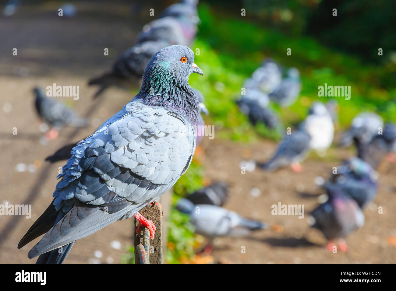 Stadt Tauben auf rostigen Zaun im Regent's Park in London Stockfoto