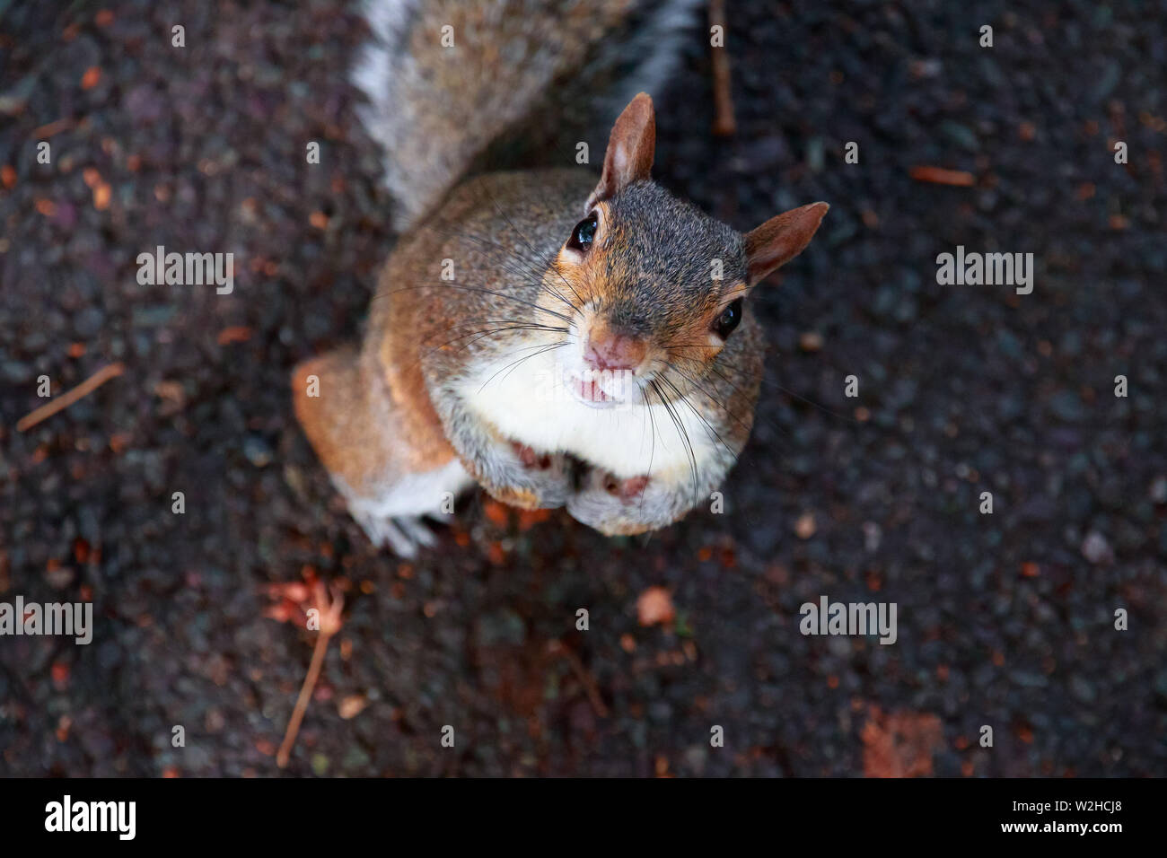 Eichhörnchen zu Kamera im Regent's Park in London Stockfoto
