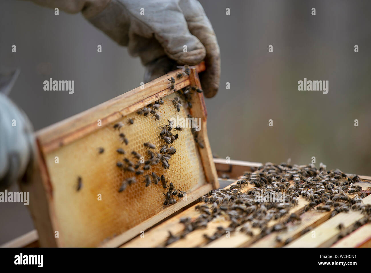 Bienenzucht Stockfoto