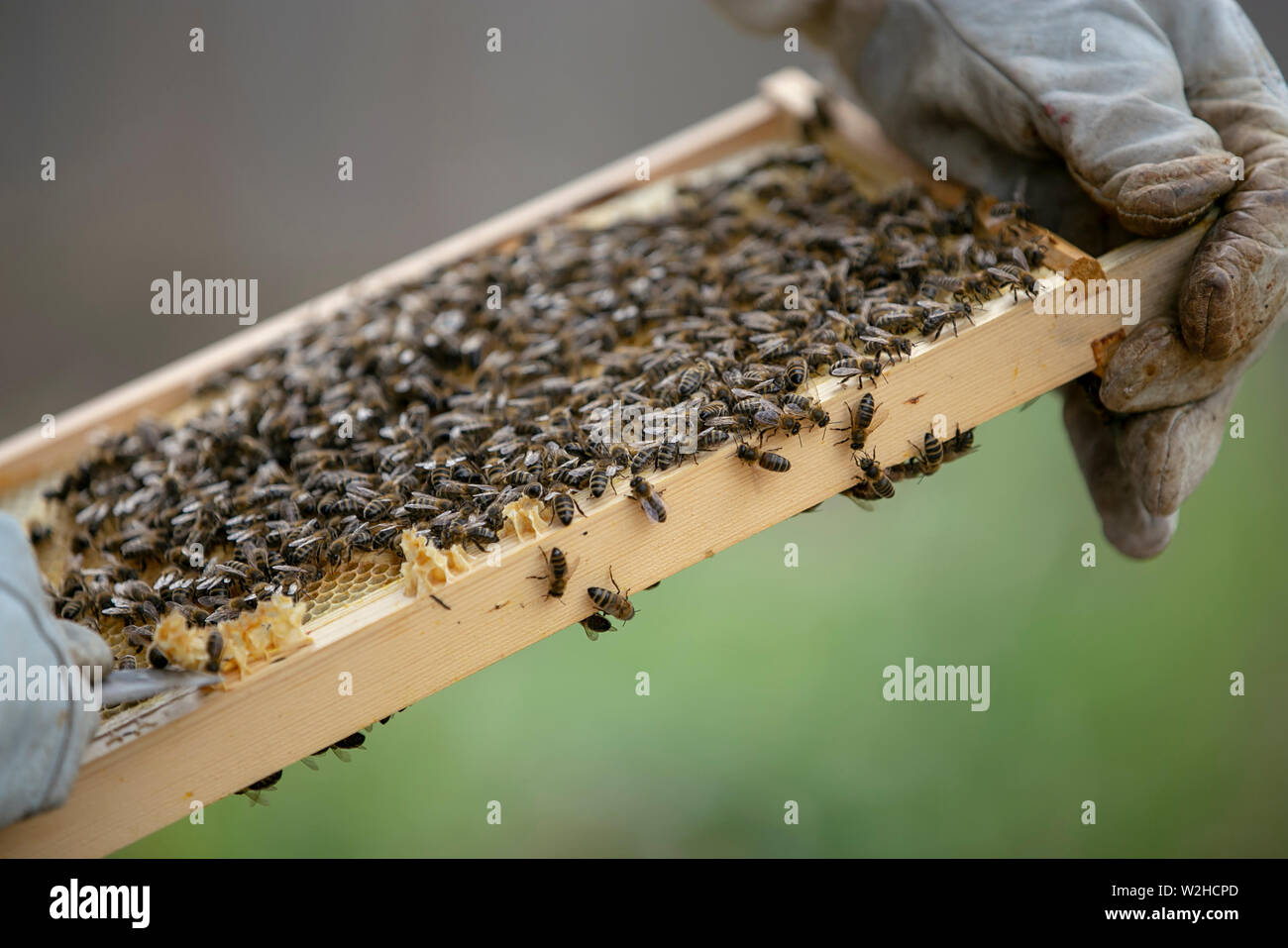 Bienenzucht Stockfoto