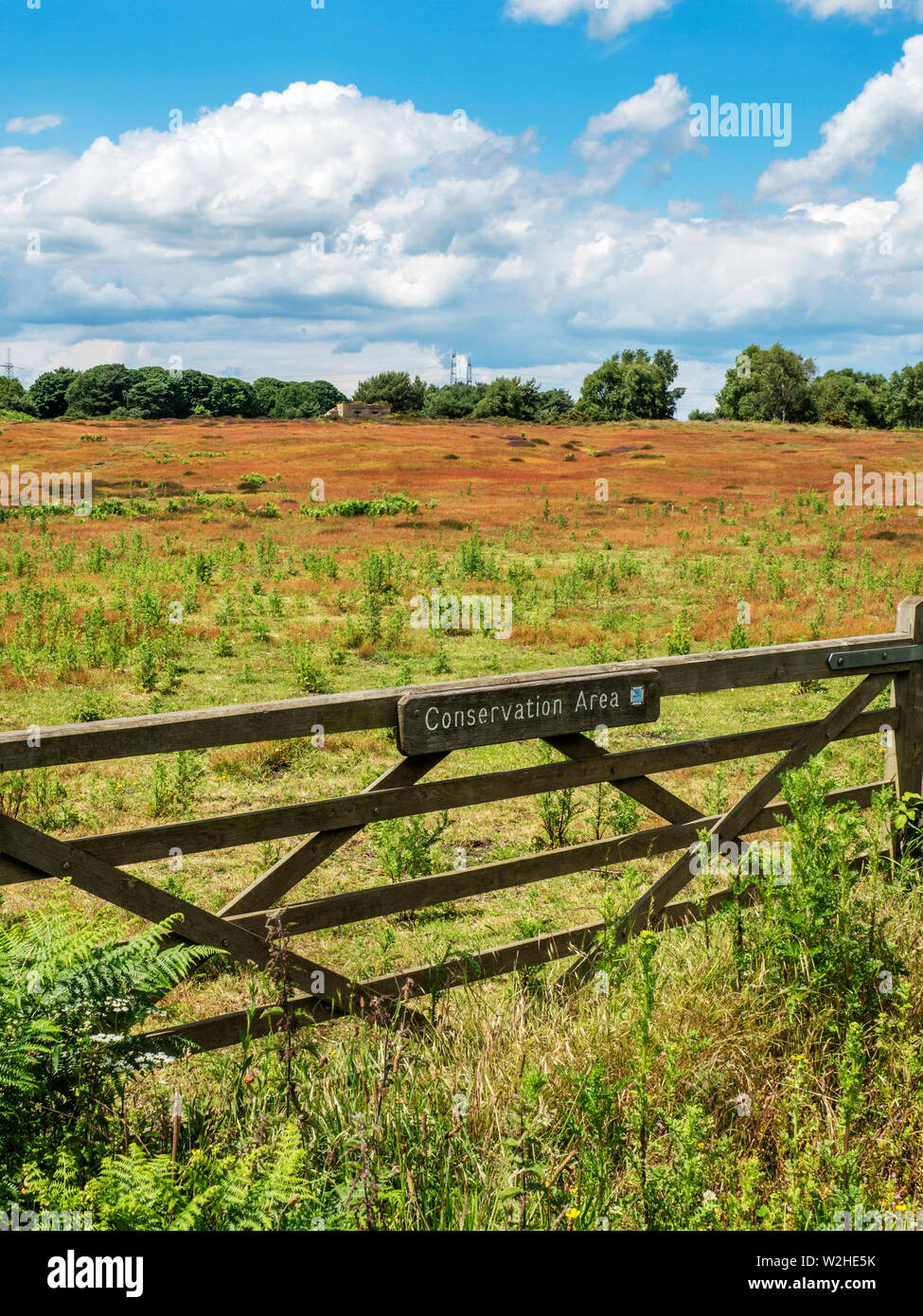 RSPB Naturschutzgebiet entlang der Sandlings zwischen Sizewell und Damme Suffolk England zu Fuß Stockfoto