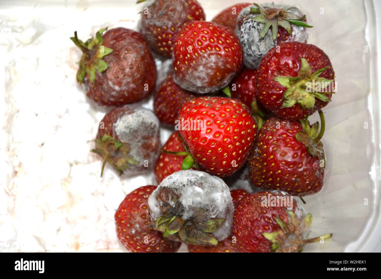verschimmelte Erdbeeren Stockfoto