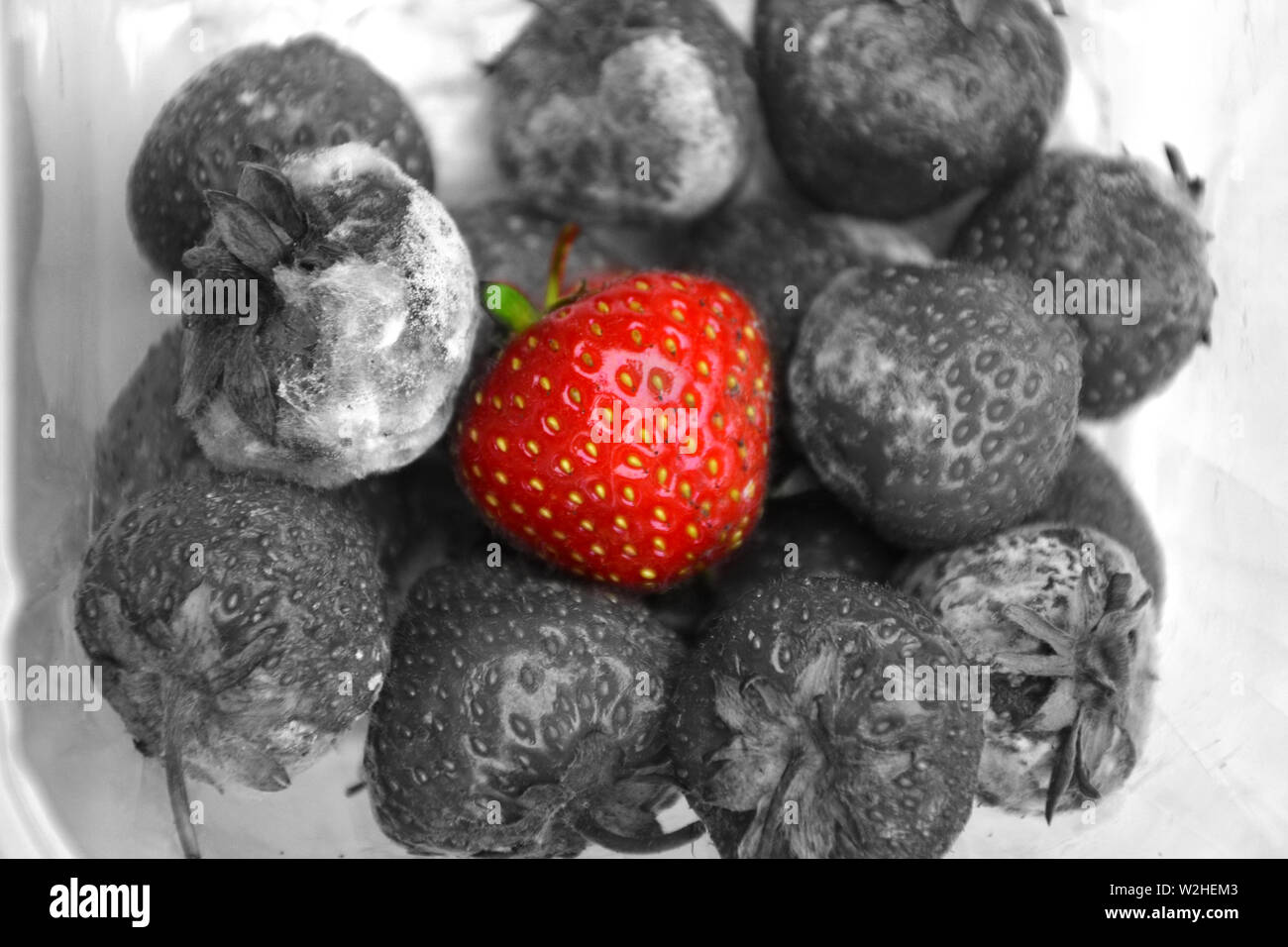 verschimmelte Erdbeeren Stockfoto