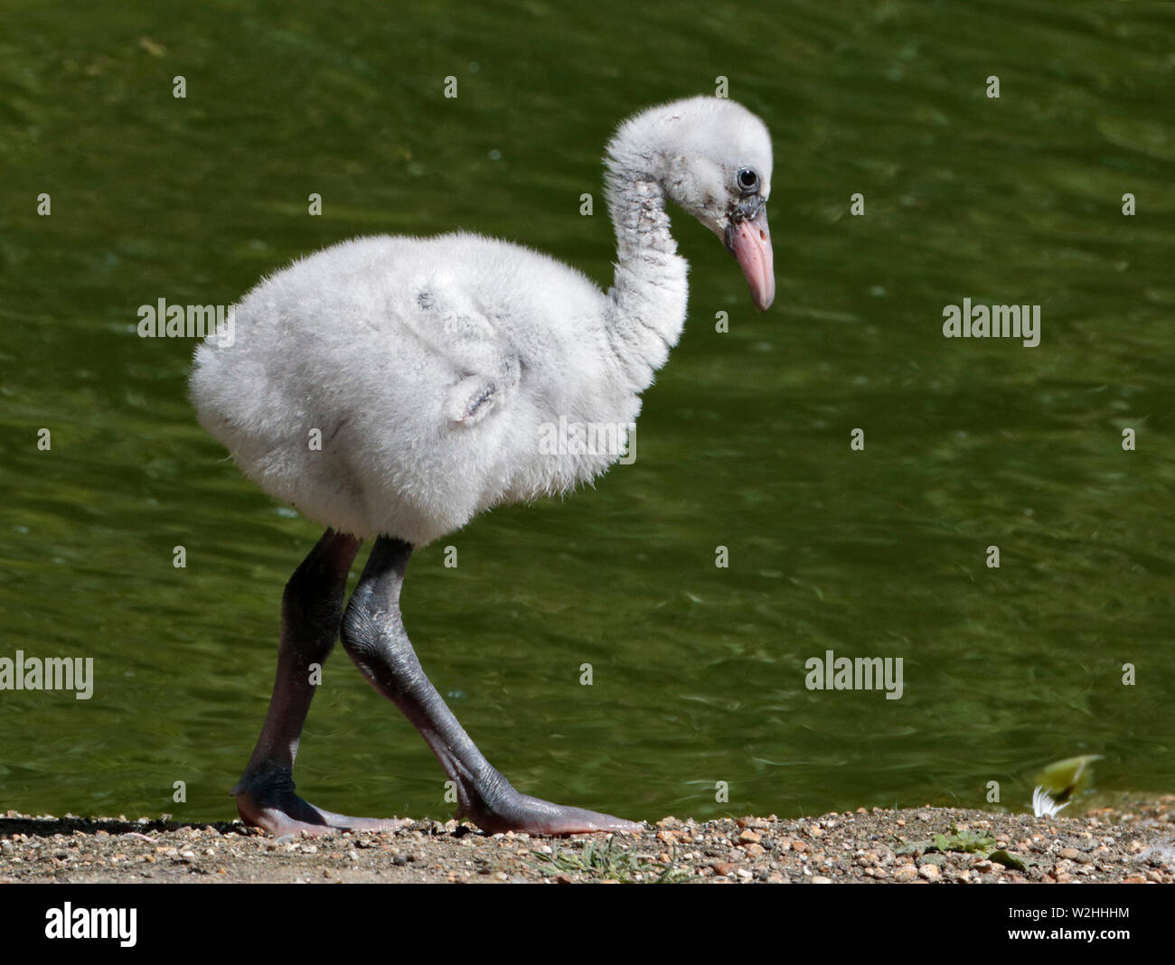 Mehr Flamingo Küken (phoenicopterus Roseus) Stockfoto