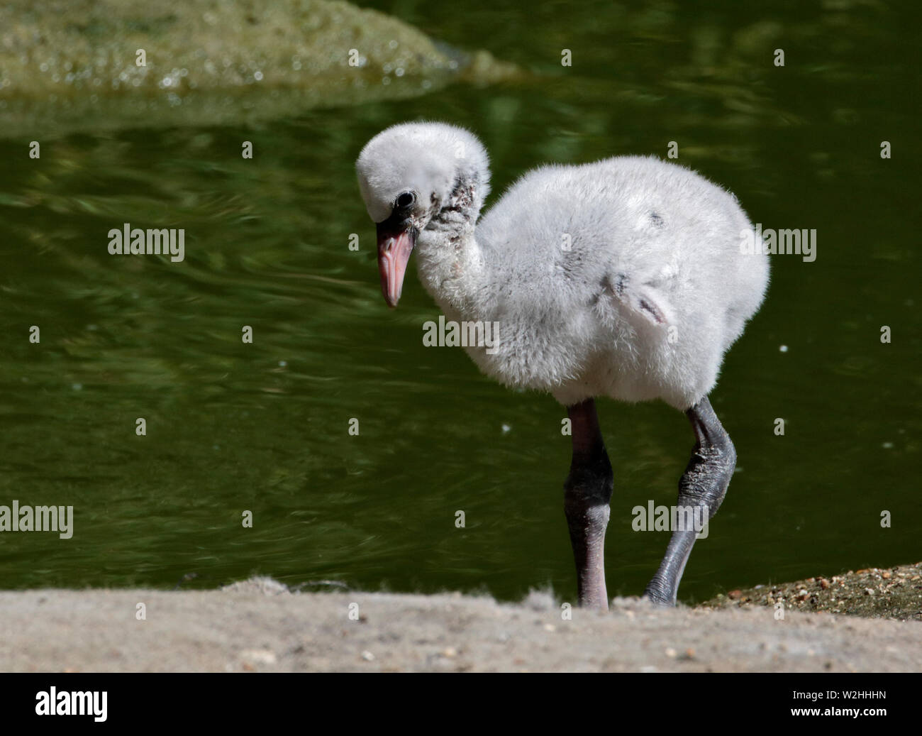 Mehr Flamingo Küken (phoenicopterus Roseus) Stockfoto