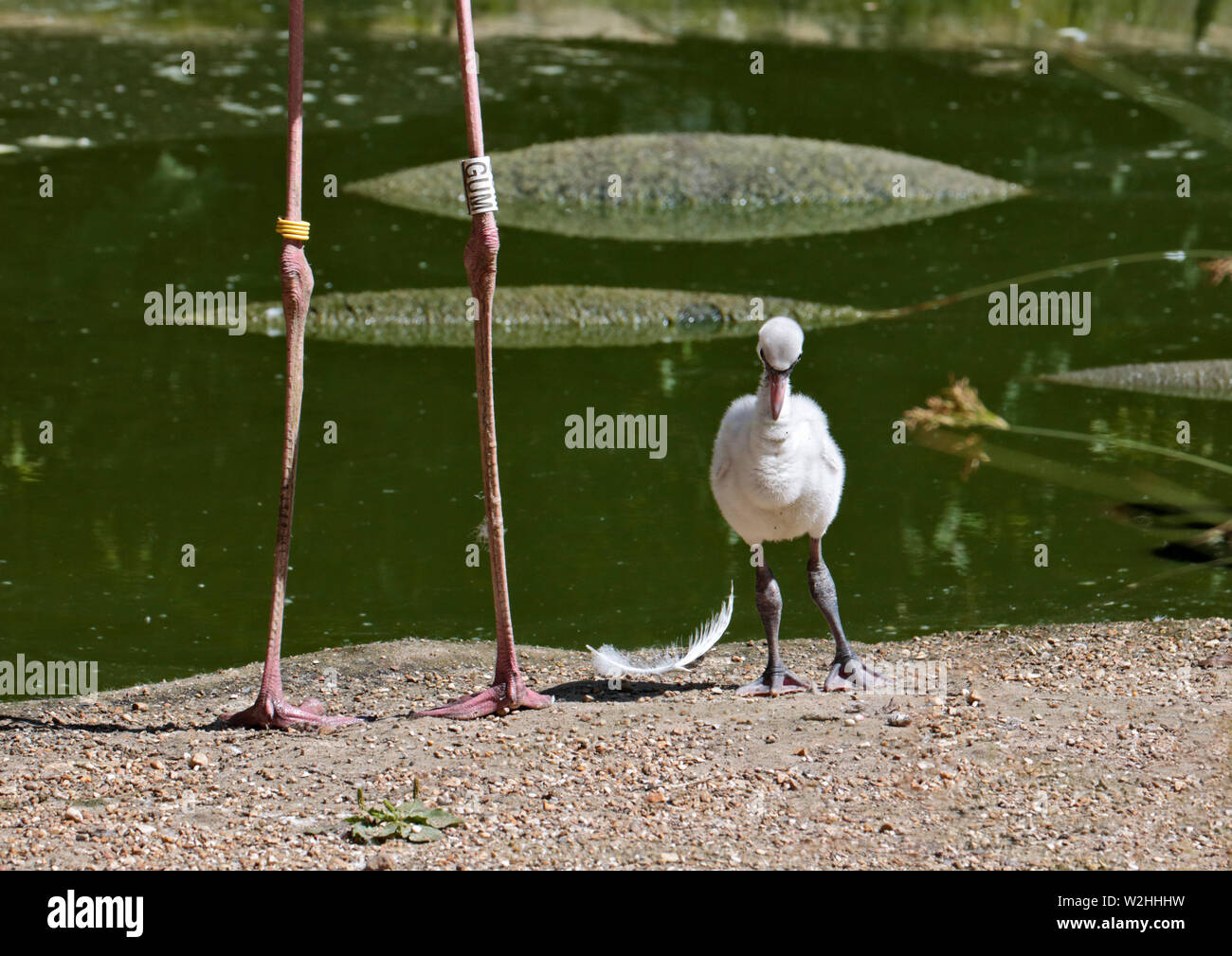 Mehr Flamingo Küken (phoenicopterus Roseus) Stockfoto
