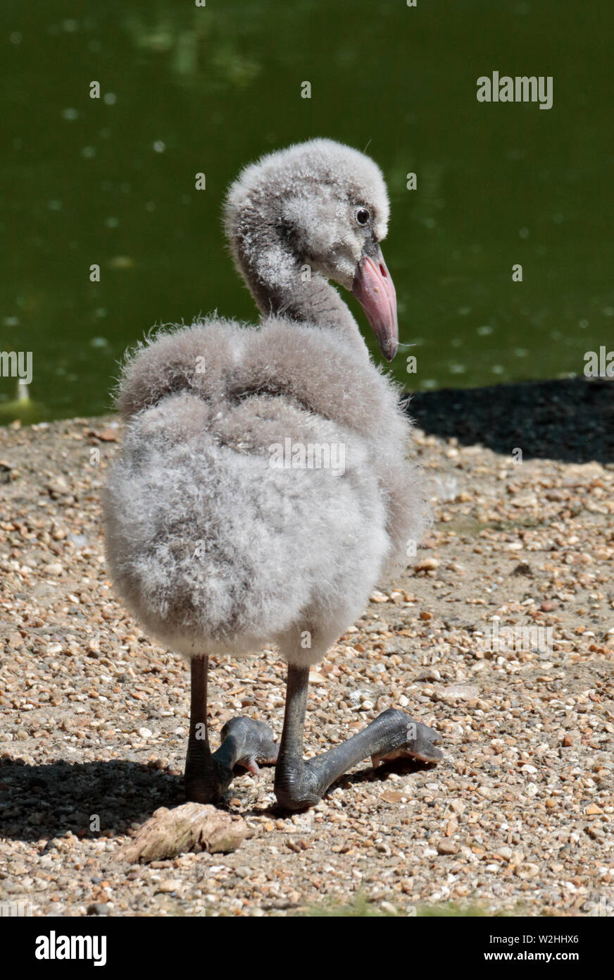Mehr Flamingo Küken (phoenicopterus Roseus) Stockfoto