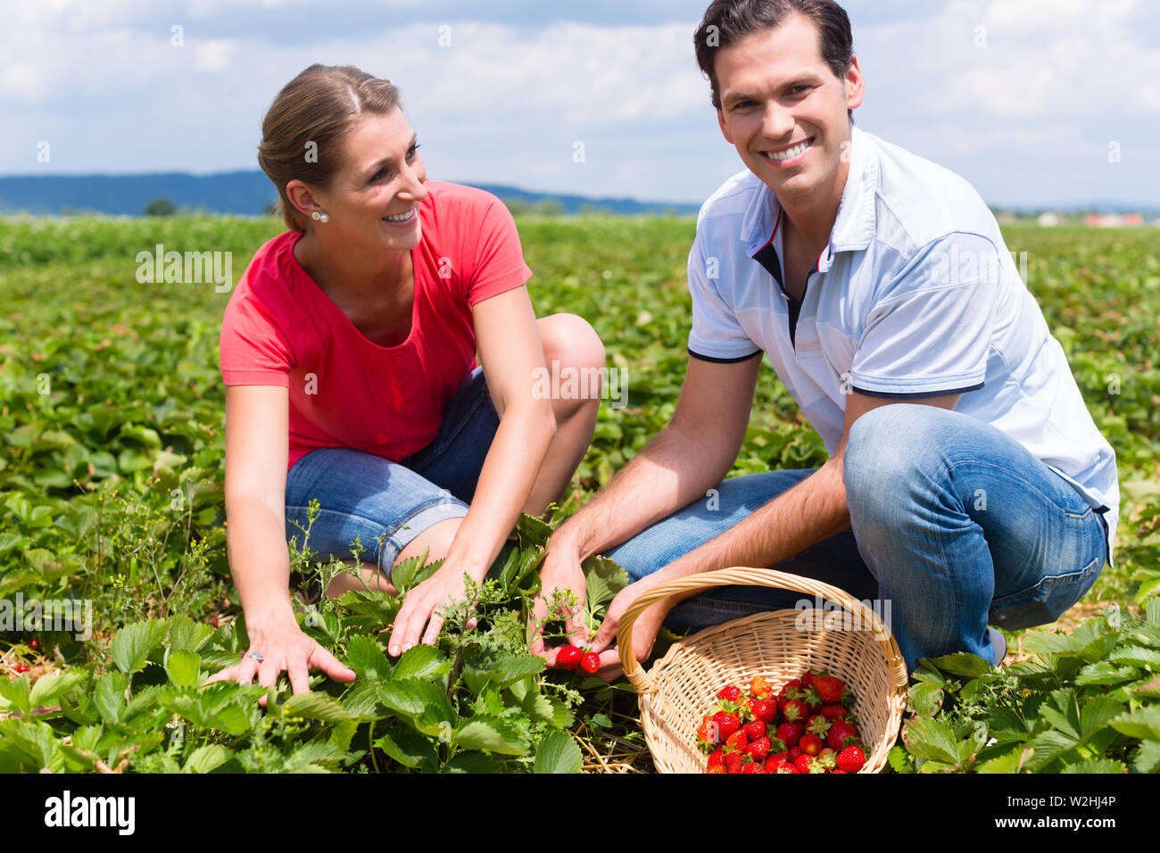 Frau und Mann auf einem Holen Sie sich Erdbeerfeld Stockfoto