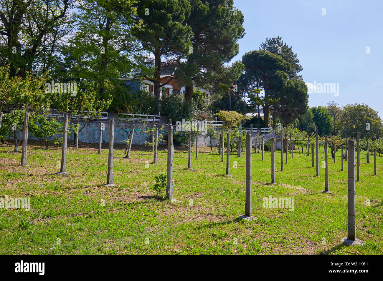 Garten, Villa und grüne Wiese an einem sonnigen Sommertag, Italien Stockfoto