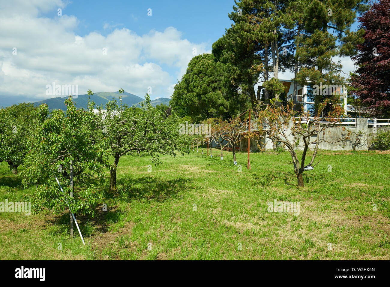Obstgarten mit Apfel-, Pfirsich- und Villa in sonniger Sommertag, Italien Stockfoto