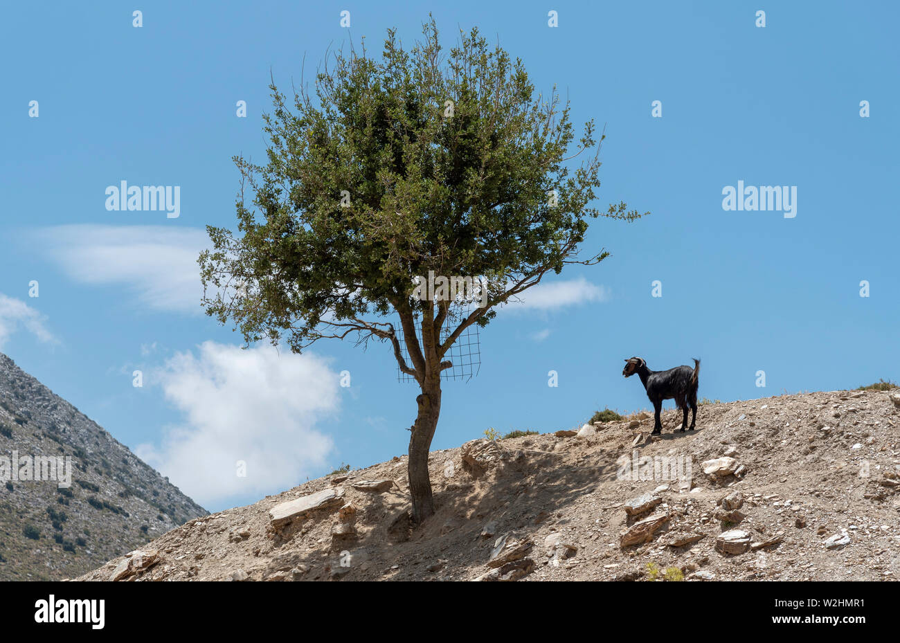 Kreta, Griechenland. Juni 2019. Eine kretische Bergziege allein durch einen Baum auf einer Bergspitze. Stockfoto