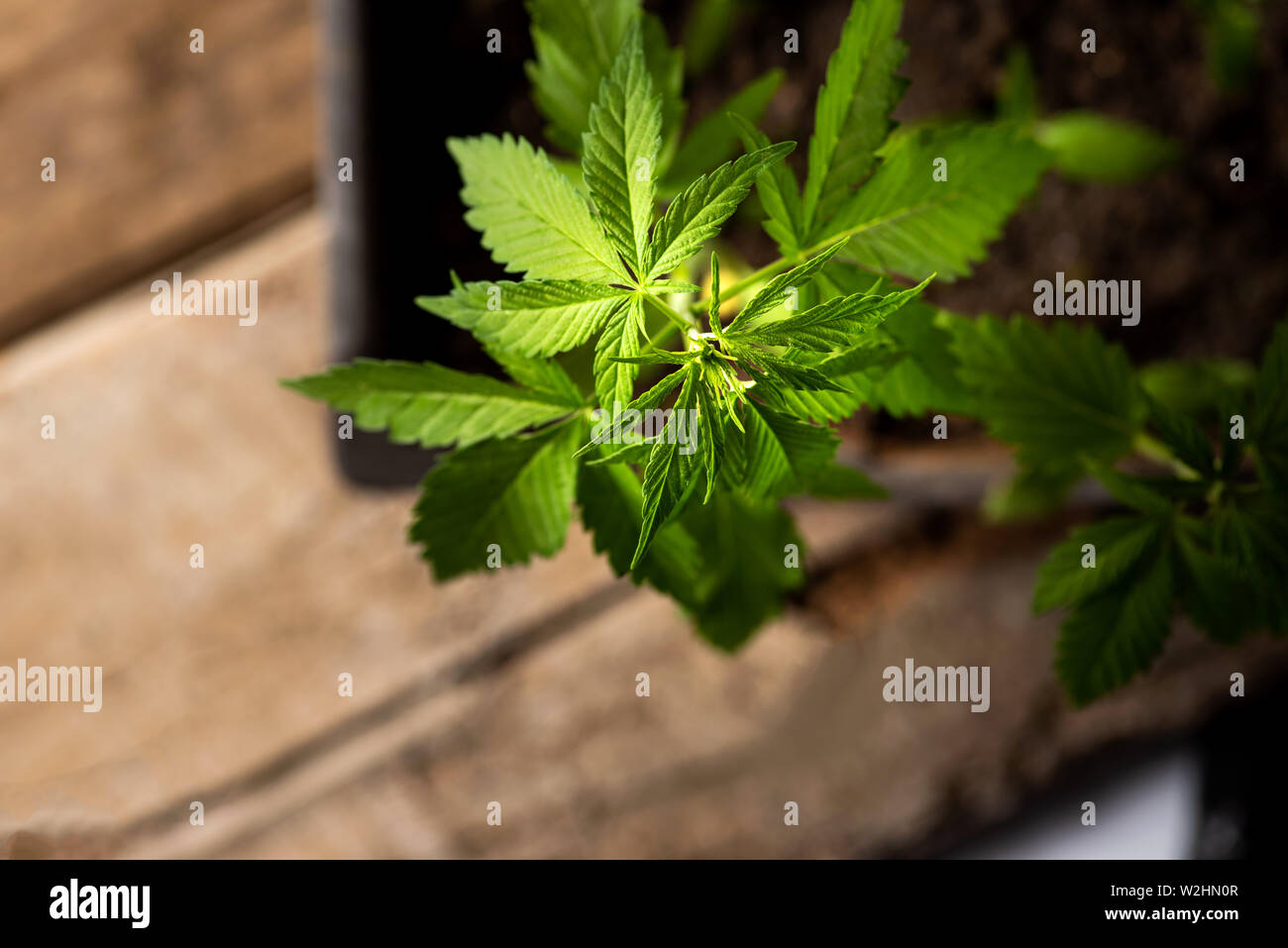 Industrieller Hanf cannabis Pflanze im Topf Top View Stockfoto