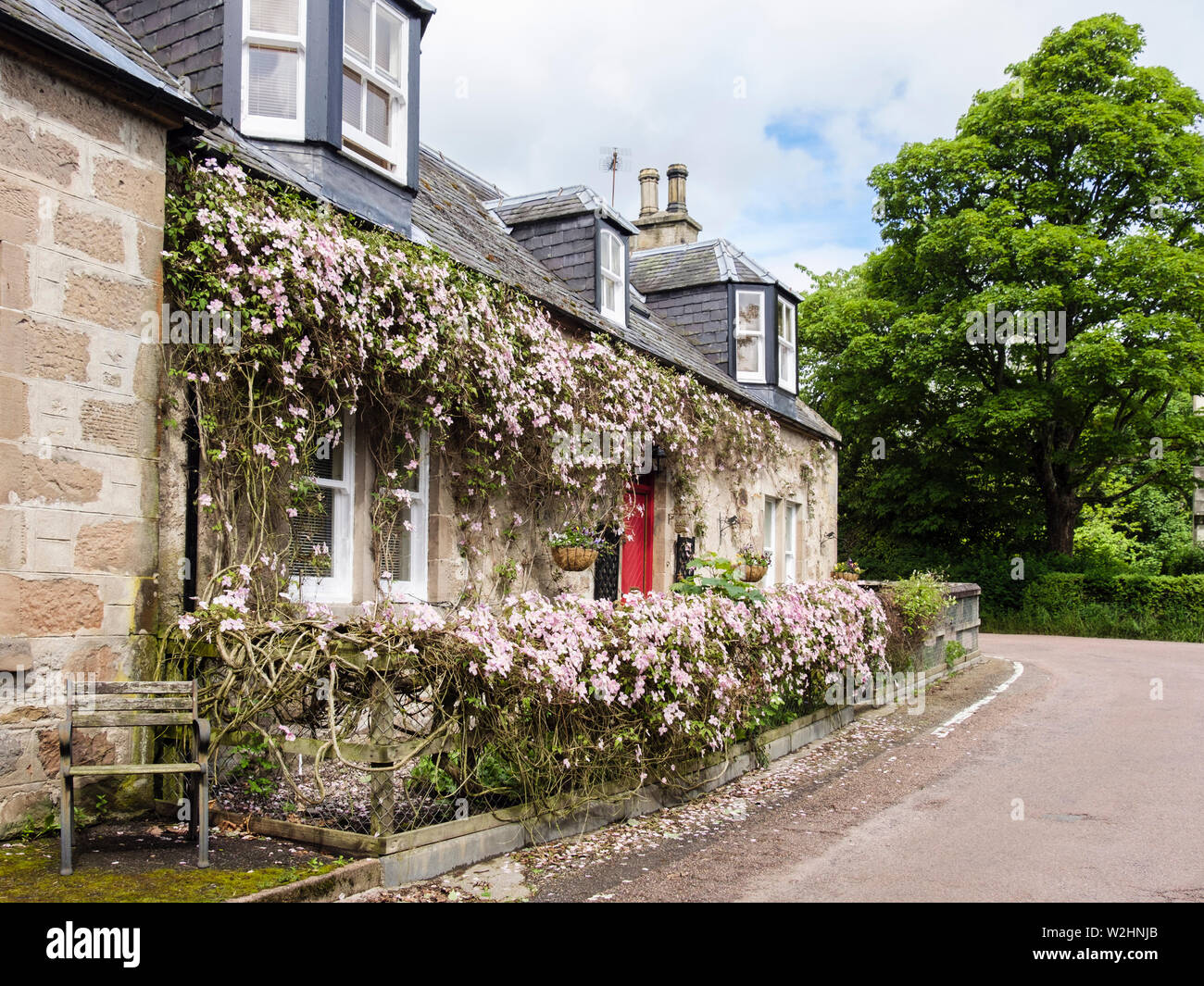 Traditionelle schottische Cottage in rosa Clematis montana Blumen im späten Frühling in der Erhaltung Dorf abgedeckt. Cawdor Nairn Highland Schottland Großbritannien Stockfoto
