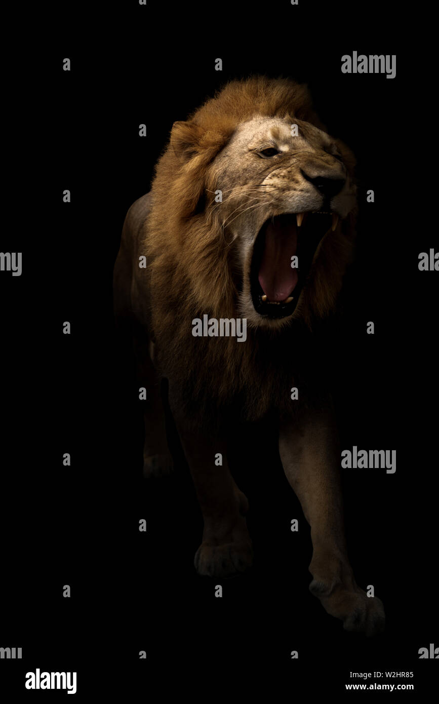 Männliche Löwe (Panthera leo) Wandern in dunklen Hintergrund Stockfoto