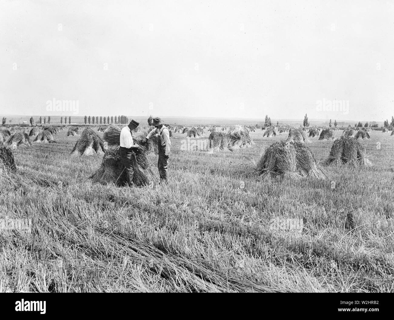 Grafschaft agent Prüfung Bundles aus gestapelten Föderation Weizen, Malheur County, Oregon Ca. 1936 Stockfoto