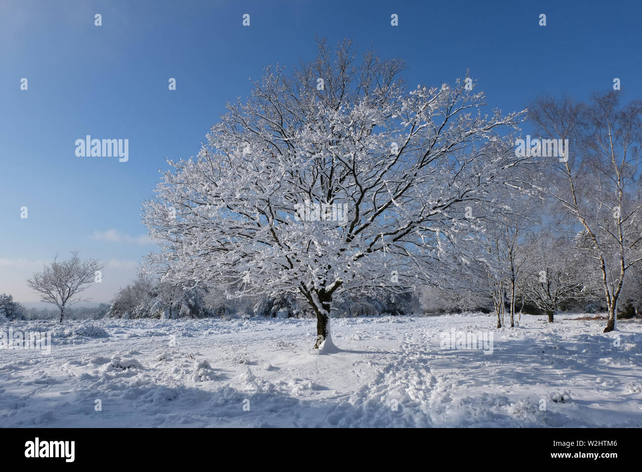 Schnee Baum im blauen Himmel hindhead Surrey Stockfoto