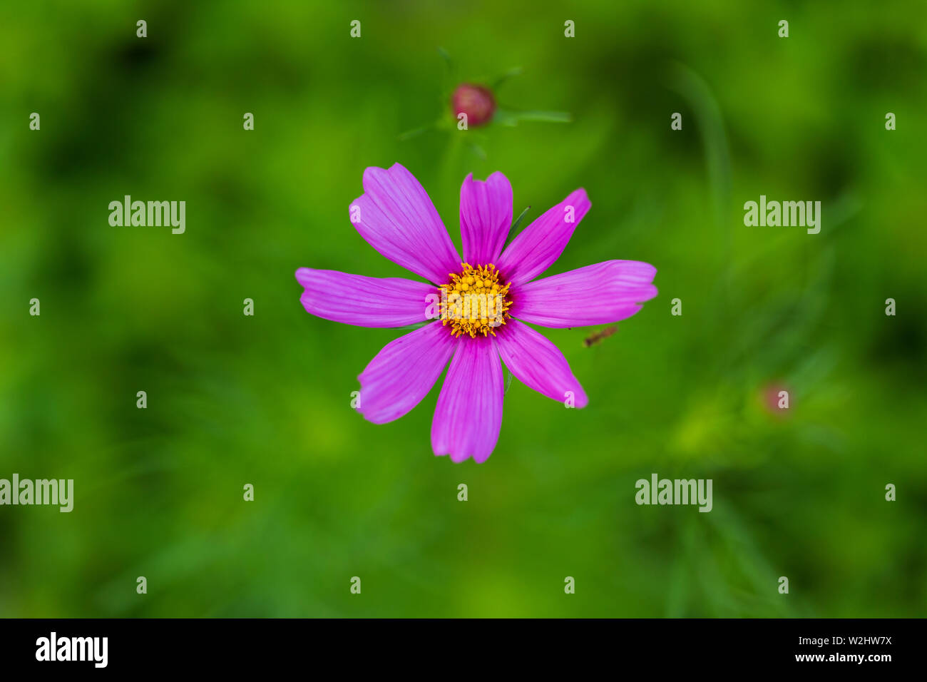 Eine kleine rosa Wildblumen blühen in der wildflower Garden Stockfoto