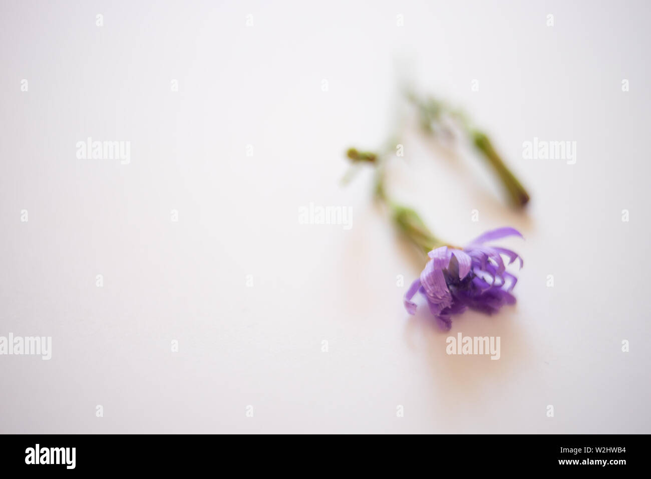 Einzigen wilden Wald blaue Blume der Zichorie Stockfoto
