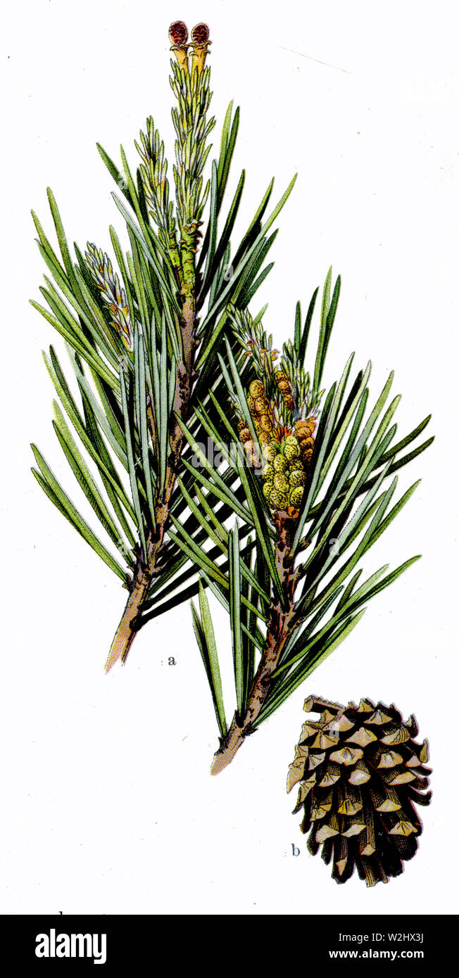 Gemeine Kiefer (Pinus sylvestris) Picea abies, (Botanik Buch, 1909) Stockfoto