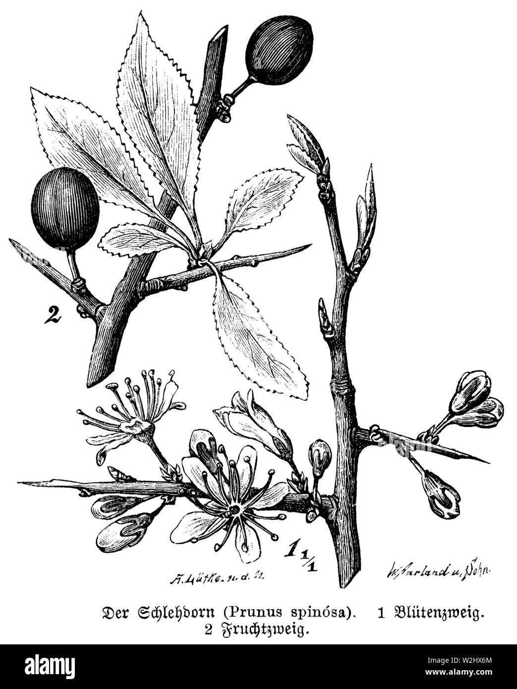 , Prunus Spinosa, W. Aarland U. Sohn und A. Lütke n.d.N. (Botanik Buch, 1888) Stockfoto