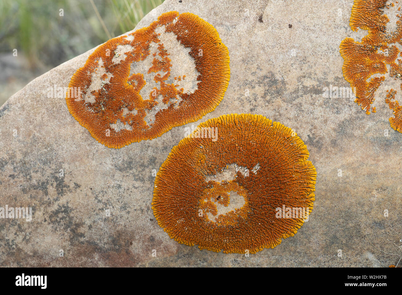 Nahaufnahme einer orangefarbenen sunburst Flechten (Rusavskia elegans, tritt an die Stelle der Xanthoria elegans) auf Sandstein. Montana, USA Stockfoto
