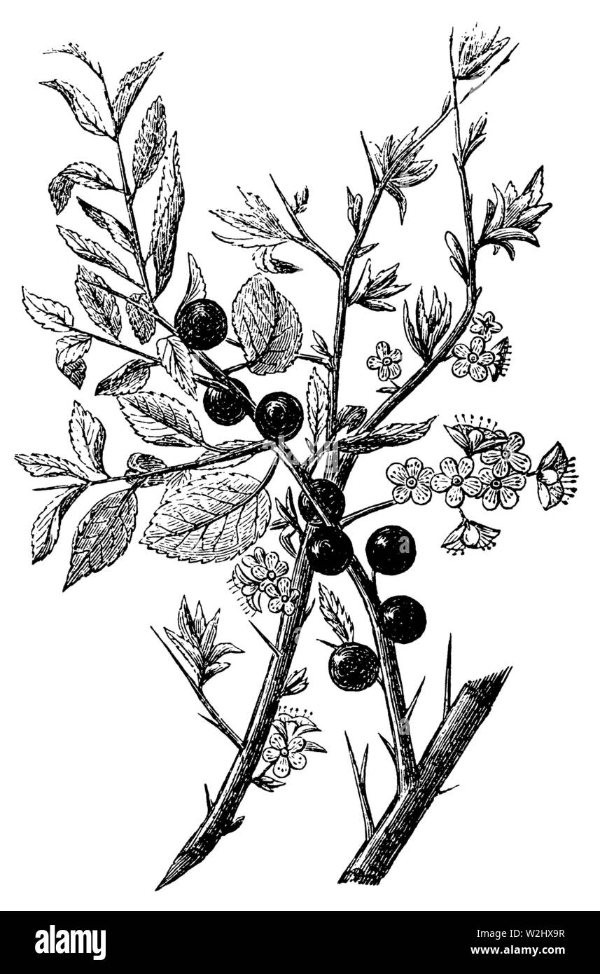 , Prunus Spinosa, (Biologie Buch, 1903) Stockfoto