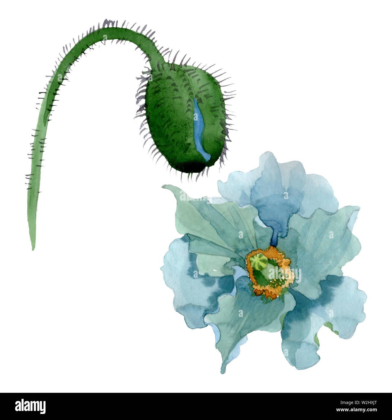 Blue Poppy botanischer Blumen Blumen. Wild Federblatt wildflower. Aquarell Hintergrund Abbildung. Aquarell Zeichnung mode Aquarelle. Isola Stockfoto
