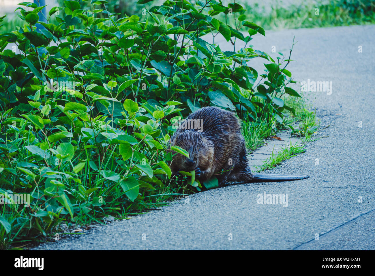 Bild der Biber an der Seite der Straße essen der Green Bush Stockfoto