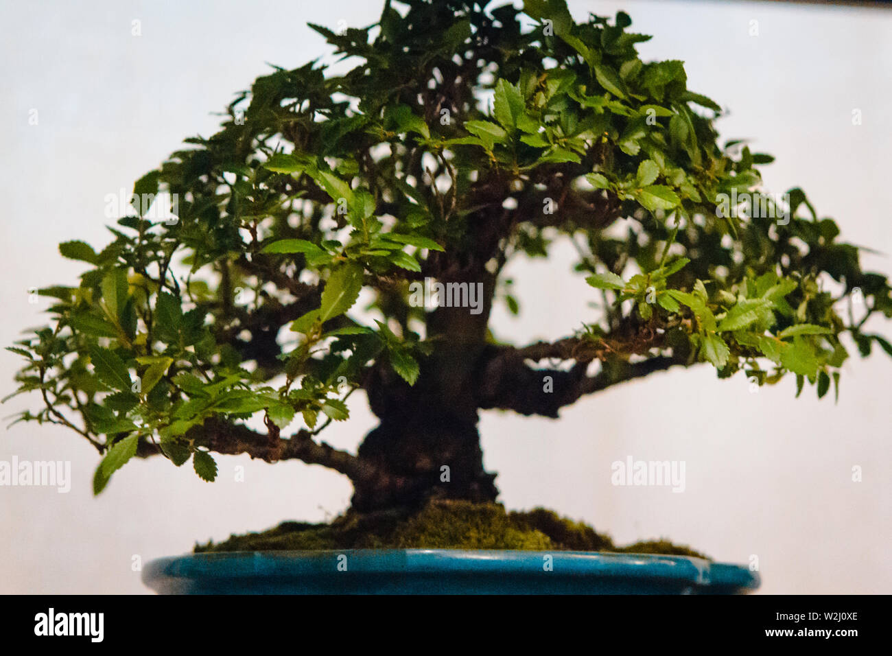 Bonsai Baum Stockfotos und bilder Kaufen Alamy