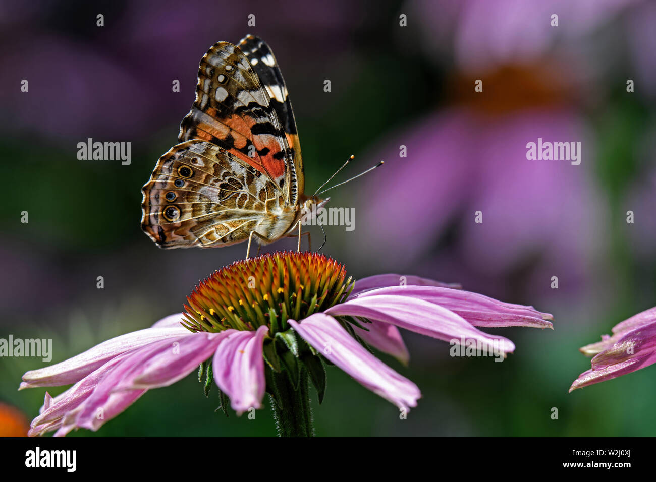 Lady oder Vanessa cardui Eine bekannte bunte Schmetterling auf Echinacea Blume gemalt. Die Blume ist eine krautige Pflanze in der Daisy-Familie. Stockfoto