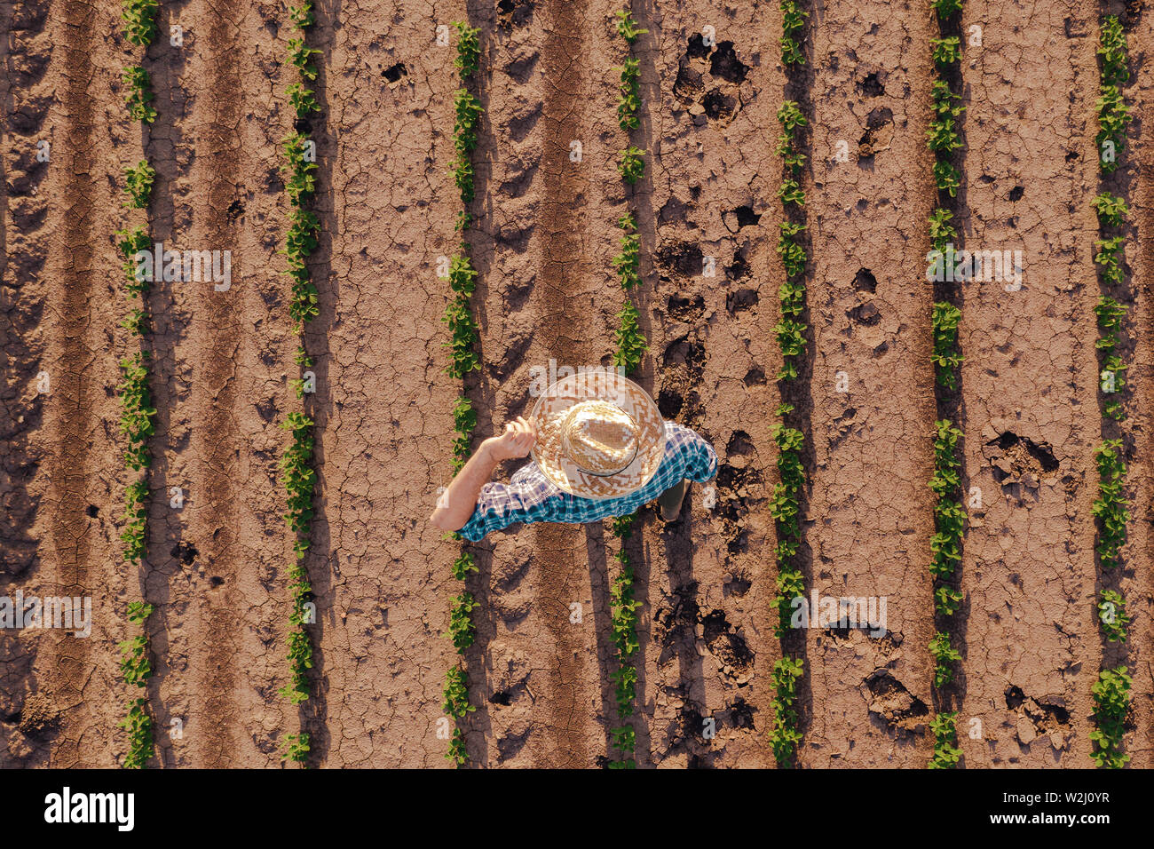 Luftaufnahme von Landwirt in soyabohnefeld, Drone pov direkt über landwirtschaftlichen Arbeitnehmers Stockfoto