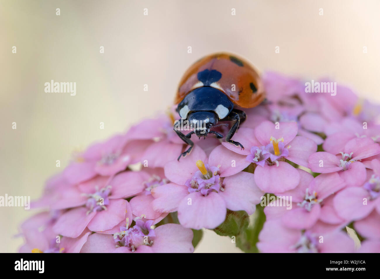Nahaufnahme eines Coccinella 7-punctata (Seven-spot Ladybird) auf "Summer's Achillea millefollium Beeren' Stockfoto