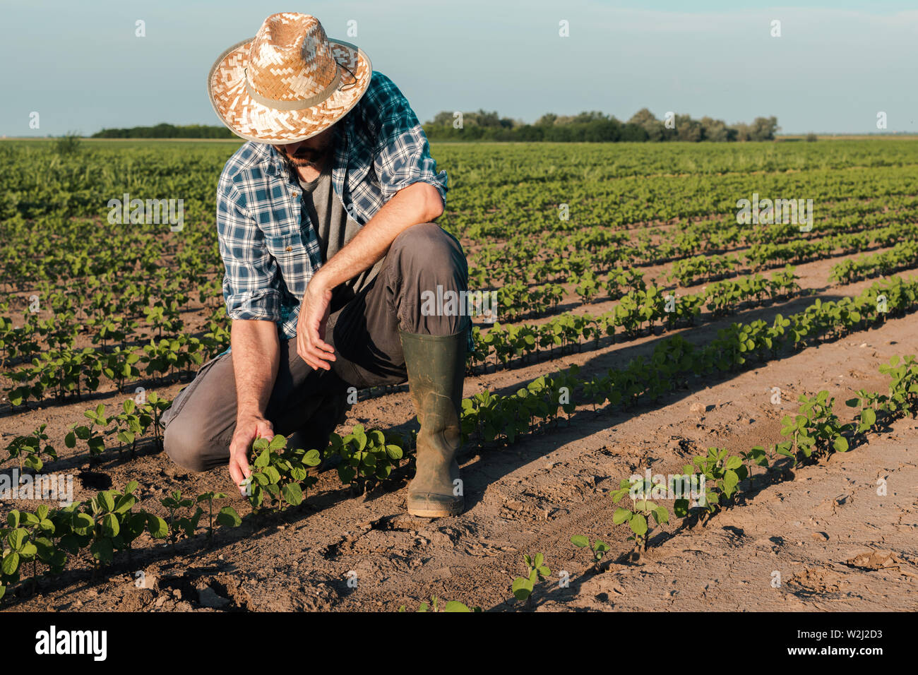 Bauern arbeiten auf sojabohne Plantage, Prüfung der Kulturen Entwicklung in frühen Entwicklungsstadien, die ökologische Landwirtschaft von Soja Pflanzen. Stockfoto