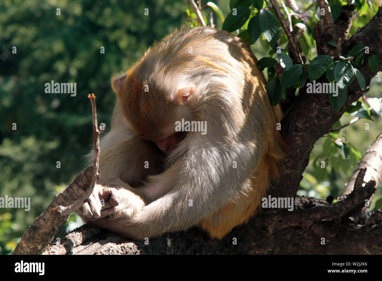Diese Macaque Rhesusfaktor wandte (HID) von der Linse. Die Linse ähnelt für Tierprodukte eine große räuberische Auge. Ethologie, das Verhalten der Tiere Stockfoto