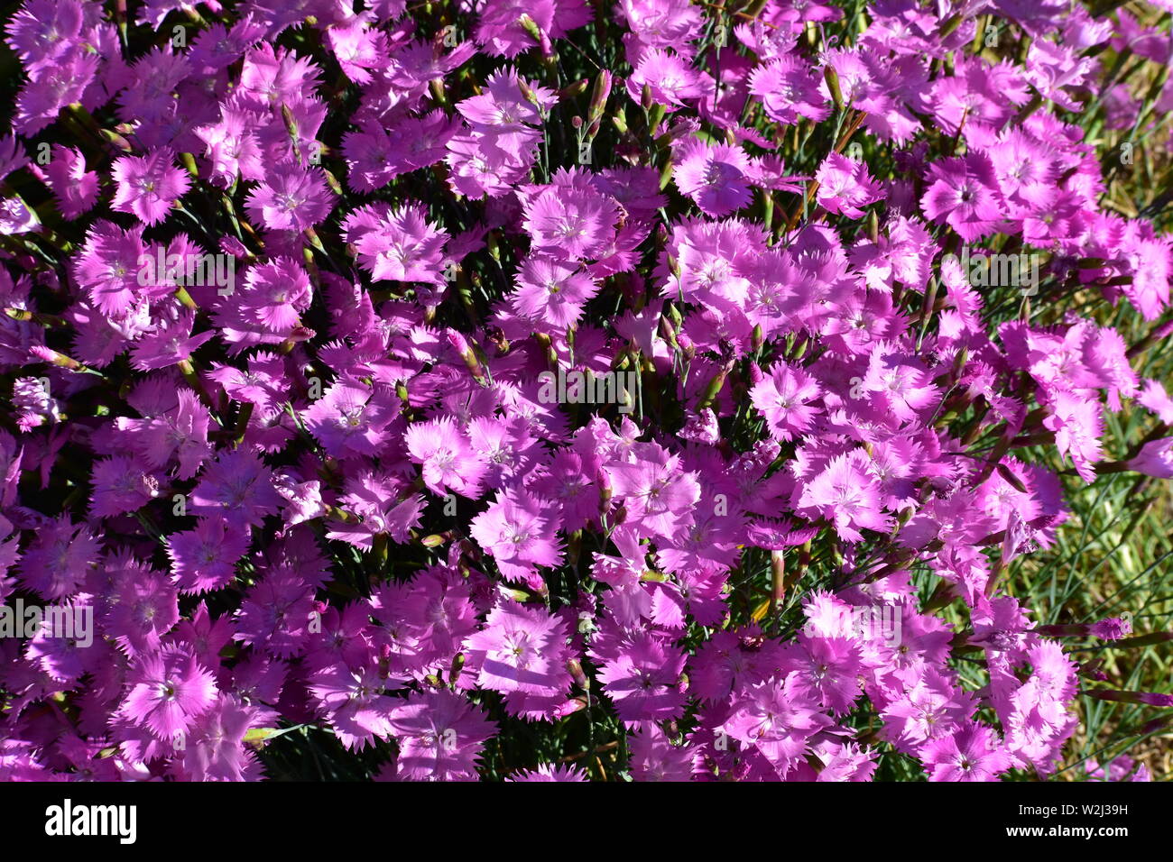 Teppich Aus Violett Stockfotos Teppich Aus Violett Bilder Alamy